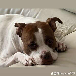 Meet your Posher, Tara